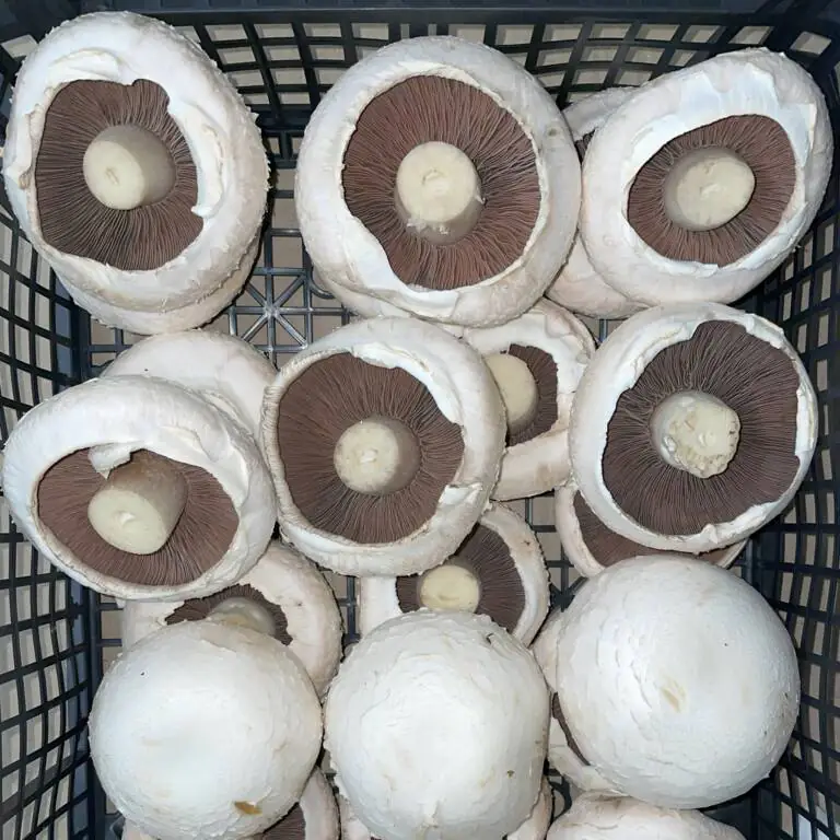 flat mushroom.webp